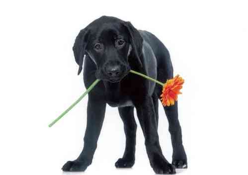 Labrador mit Blume